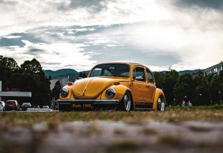 beetle 02.jpg